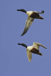 Northern Shoveler (Spatula clypeata) male flying, Lower Saxony, Germany
