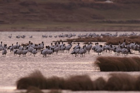 Black-necked Crane (Grus nigricollis), Dashanbo, China