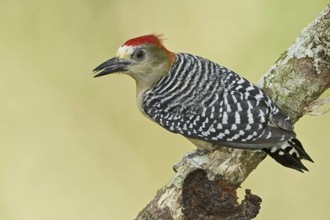 Red-crowned Woodpecker (Melanerpes rubricapillus), Trinidad and Tobago