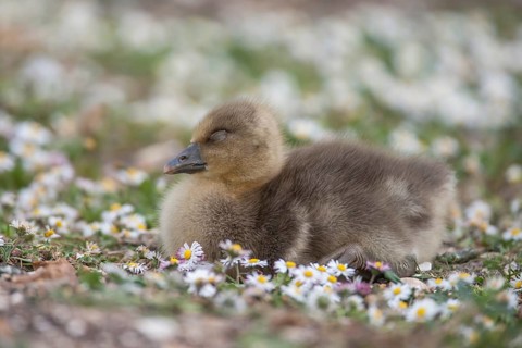 Greylag goose (Anser anser) juvenile baby gosling bird amongst Daisy spring flowers, England,