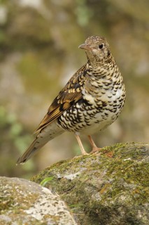 Scaly Thrush (Zoothera dauma), Western Australia, Australia