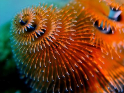 Christmas tree worm (Spirobranchus giganteus)