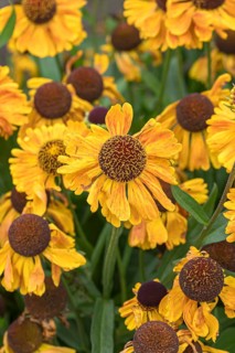 Sunflower (Helenium 'Goldfuchs'), RHS Garden Bridgewater, Great Britain
