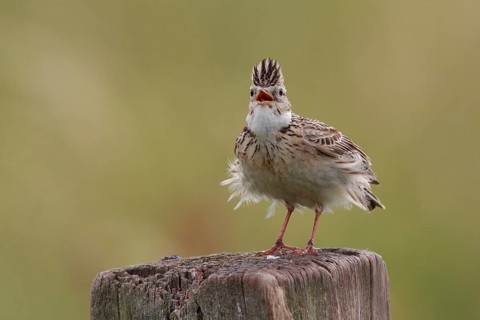 Eurasian Skylark (Alauda arvensis) singing from pale, North Rhine-Westphalia, Germany