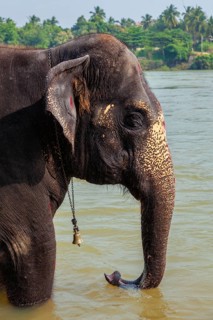 Elephant bathing in the morning in Tungabhadra river, Hampi, Karnataka, India