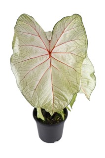 Tropical 'Caladium White Queen' houseplant with white leaves and pink veins on white background
