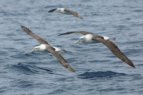 Shy Albatross (Thalassarche cauta) flying, Victoria, Australia