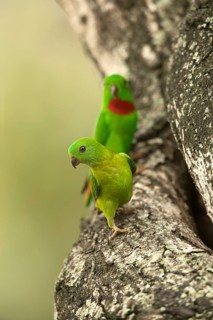 Blue-crowned Hanging Parrot (Loriculus galgulus) pair, Singapore