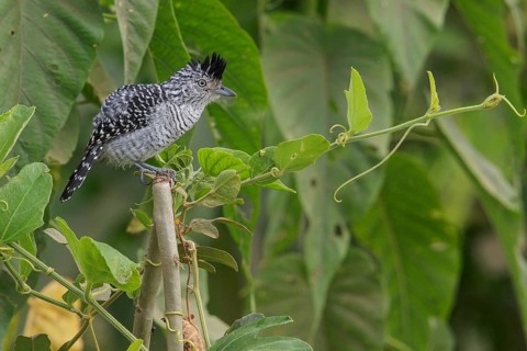 Barred Antshrike (Thamnophilus doliatus) perched on a branch in the Pantanal region of Brazil