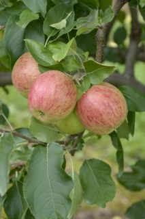 Apple (Malus domestica 'Rekarda'), Bundessortenamt Prüfstelle Wurzen, Wurzen, Saxony, Germany