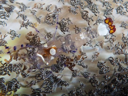 Peacock-eyed anemone shrimp (Ancylocaris brevicarpalis)