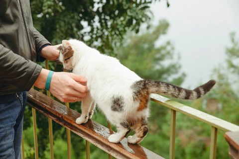 A man encounters a friendly Turkish cat on a rainy balcony in Alanya, Turkey. The misty background