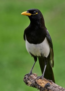 Yellow-billed Magpie (Pica nuttalli)