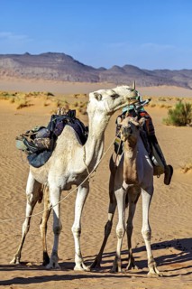 Two camels, saddled and ready, stand side by side in a flat desert landscape, Tuareg with his camel