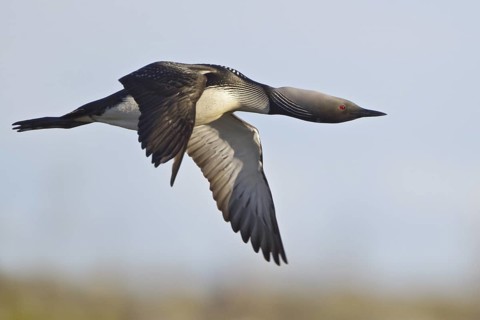 Pacific Loon (Gavia pacifica) flying, Manitoba, Canada