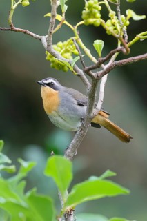 Cape Robin (Cossypha caffra), adult, on bush, vigilant, foraging, Kirstenbosch Botanic Gardens,