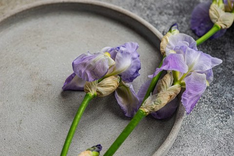 Top view of delicate, wilted iris flowers laying in a shallow, round concrete tray on a textured