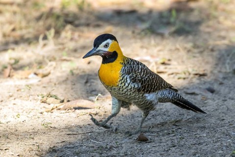 Field woodpecker, (Colaptes campestris), Mato Grosso, Brazil, South America