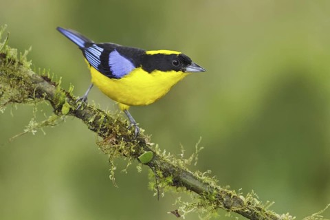 Blue-winged Mountain Tanager (Anisognathus somptuosus), Ecuador