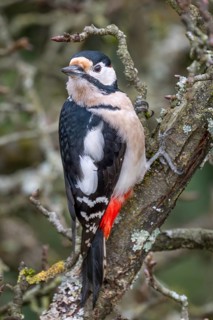 Great spotted woodpecker (Dendrocopos major) on an old pear tree with moss-covered branches,