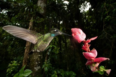 A stunning purple throated hummingbird hovers near vibrant flowers in the cloud forest of Cerro