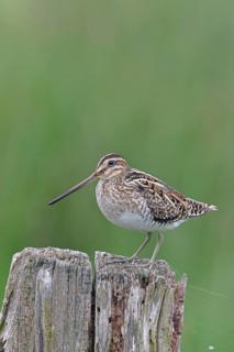 Snipe (Gallinago gallinago), standing on fence posts of a pasture, on moorland, snipe birds,