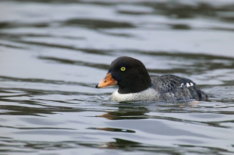 Barrow's Goldeneye (Bucephala islandica) female, British Columbia, Canada