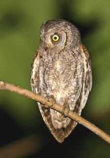 Eurasian Scops Owl (Otus scops), Serra de Estrela, Portugal