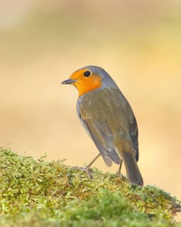 Robin (Erithacus rubecula), foraging, winter feeding, sitting on moss, wildlife, songbirds,