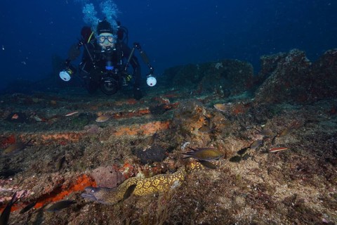 Diver exploring a wreck with Mediterranean moray eel (Muraena helena) and fish in the background,
