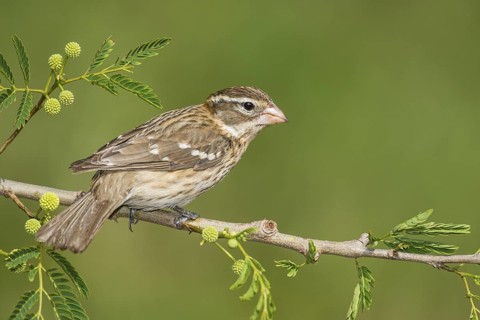 Rose-breasted Grosbeak (Pheucticus ludovicianus) female perched on a branch, Texas, USA