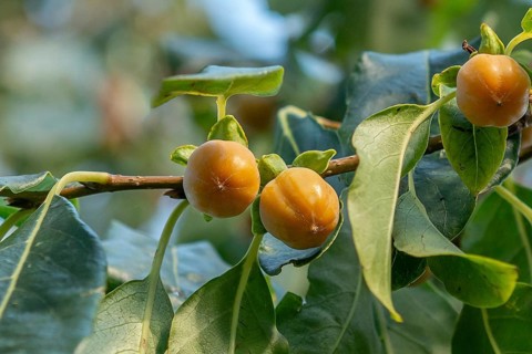 Persimmon (Diospyros virginiana), Utrecht Botanic Garden, Netherlands