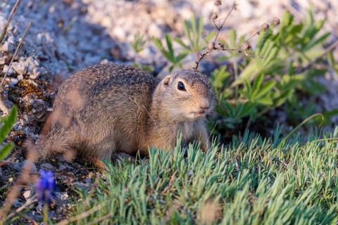 A fully grown ground squirrel (Spermophilus citellus) sits on gravel next to green vegetation on a