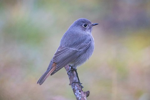 Redtail (Phoenicurus ochruros) Germany