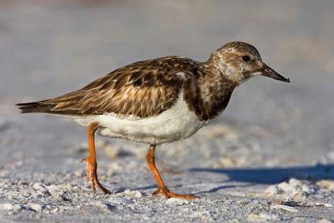 Turnstone, (Arenaria interpres), Animals, Birds, Snipe family, Ft. De Soto Park, Heligoland,