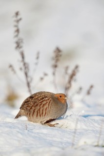 Grey Partridge (Perdix perdix) perched on snowy field, North Rhine-Westphalia, Germany