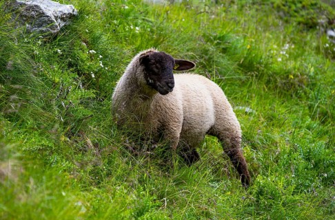 Sheep (Ovis gmelini aries) on a steep mountain meadow, Bernese Alps, Bernese Oberland, Switzerland