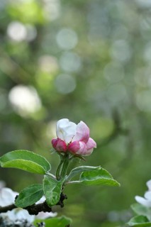 Apple blossoms (Malus), white and red blossoms with bokeh in the background, Wilnsdorf, North