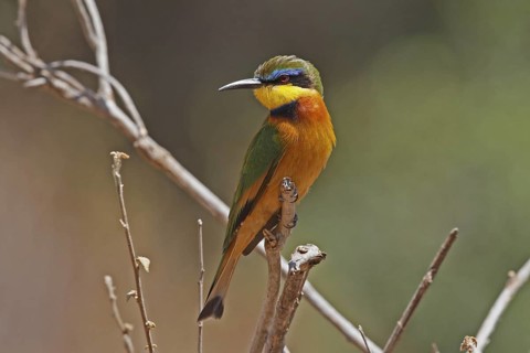 Cinnamon-chested Bee-eater (Merops oreobates), Samburu, Kenya