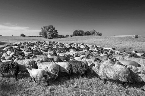 Fermented sheep in the pasture, black and white, Mecklenburg-Western Pomerania, Germany