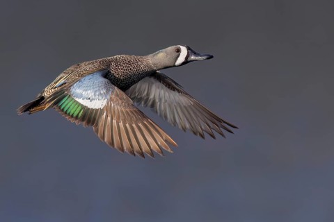 Blue-winged Teal (Anas discors) flying above pond in Manitoba, Canada