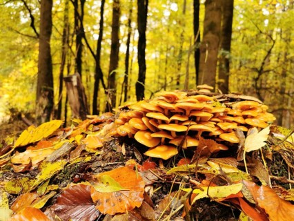 Autumn forest with a group of winter mushrooms (flammulina velutipes) on a tree stump in close-up