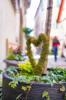 Moss heart in a flower pot in a city street, Schwäbisch Hall, Germany