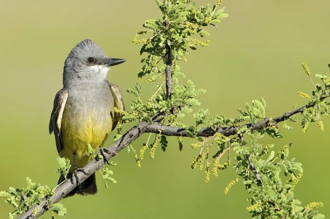 Cassin's Kingbird (Tyrannus vociferans), Arizona, USA