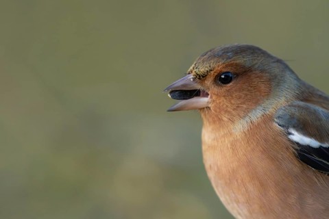 Eurasian chaffinch (Fringilla coelebs) adult male garden bird feeding on a sunflower seed, Suffolk,