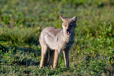 Side-striped Jackal (Canis adustus) Ndutu Aerea Tanzania March