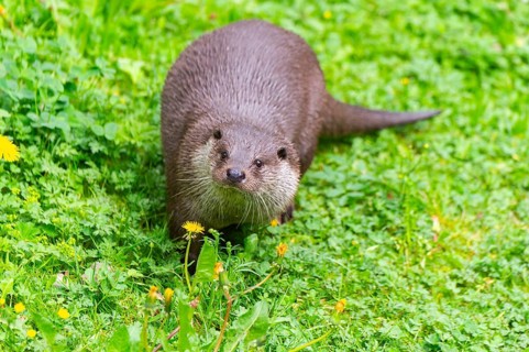 Eurasian otter (Lutra lutra) on a meadow, Bavaria, Germany