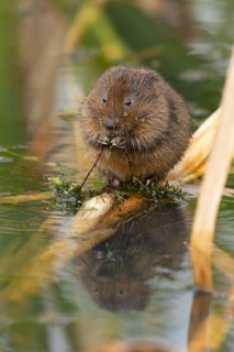 Water vole (Arvicola amphibius) adult rodent animal feeding on a pondweed leaf in a reedbed on a