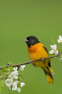 Baltimore Oriole (Icterus galbula) male, Ohio, USA