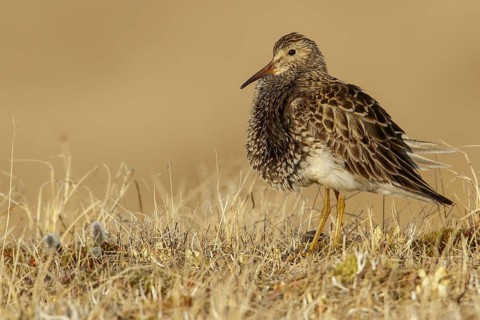 Pectoral Sandpiper (Calidris melanotos) on the tundra in Northern Alaska